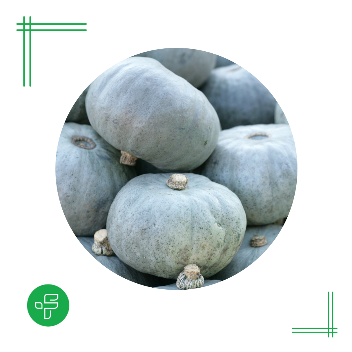 Deal Of The Week - Crown Pumpkin (North Island Only)